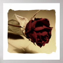 Fotografía color de rosa secada - color impresiones
