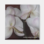 Fotografía de Cristina Luethge de la orquídea Iman De Frigorífico