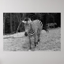 Fotografía de la cebra impresiones