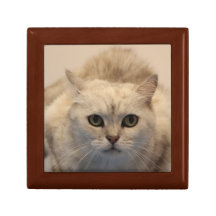 Fotografía de la exclusiva de los mascotas caja de regalo
