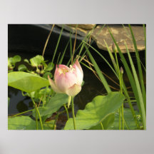 Fotografía de la flor de Waterlily Poster