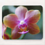 Fotografía de la orquídea alfombrillas de ratón