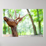 Fotografía de los alces del compinche poster