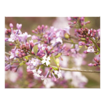 Fotografía de los flores de la lila de la primaver