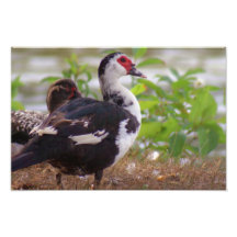 Fotografía de Muscovy de dos hembras