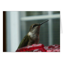 Fotografía del colibrí felicitacion 