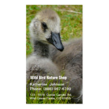 Fotografía del ganso del bebé de Gosling Plantillas De Tarjetas De Visita