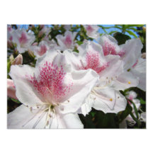 Fotografía del jardín de flores de la azalea flora