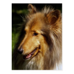 Fotografía del perro del collie postal