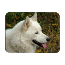 Fotografía del perro del Malamute de Alaska Imanes Rectangulares