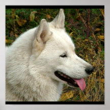 Fotografía del perro del Malamute de Alaska Impresiones