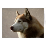 Fotografía del perro del Malamute de Alaska Tarjetón