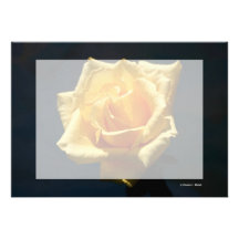 Fotografía del rosa amarillo contra fondo oscuro comunicado personal  