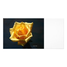Fotografía del rosa amarillo contra fondo oscuro plantilla para tarjeta de foto