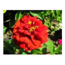Fotografía del Zinnia Postal