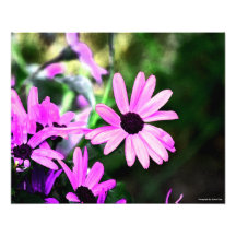 Fotografía en colores pastel rosada de la flor