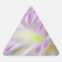 Fotografía en colores pastel rosada de la flor colcomanias triangulo personalizadas