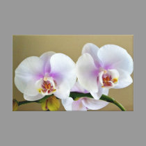 Fotografía exótica de la orquídea en arte de la lo impresiones de lienzo