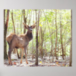 Fotografía joven de los alces impresiones