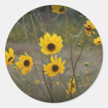 Fotografía negra amarilla del Wildflower de la Flo Pegatinas Redondas