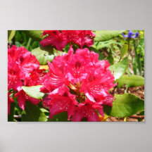 Fotografía rosada de la flor del tiempo de primave poster