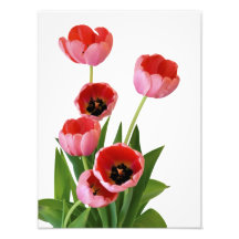 Fotografía rosada del ramo del tulipán de la prima
