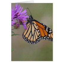 Fotografías de la mariposa de monarca tarjeta