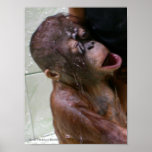 Fotos del orangután:  Día del baño Posters