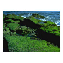 Fotosíntesis en las rocas anuncio personalizado