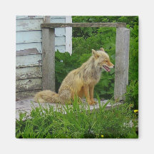 Fox Aleutian en la 4ta calle, isla de Unalaska Iman
