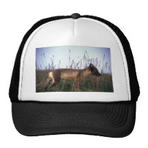 Fox ártico en tundra del verano gorras de camionero