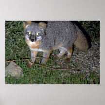 Fox de isla posters