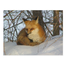 Fox de reclinación postales