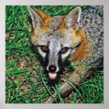 Fox gris posters