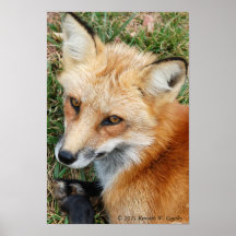 Fox Impresiones