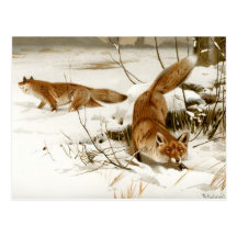 Fox rojo en invierno tarjeta postal