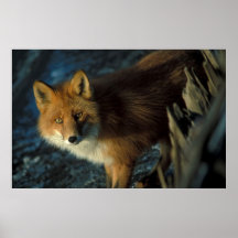 Fox rojo impresiones