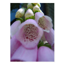 foxglove1 tarjetas postales