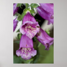 Foxglove Posters