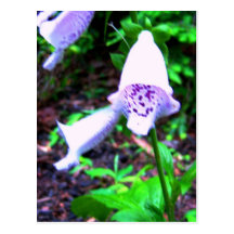foxglove tarjetas postales