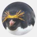 Fracaso del pingüino de los macarrones etiqueta redonda