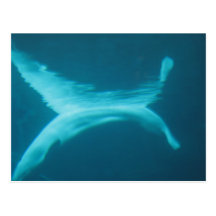 Fractura de la beluga postales