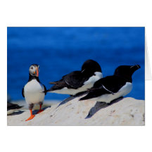 Frailecillo atlántico y Razorbills Felicitaciones
