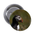 Frailecillo de pensamiento pins
