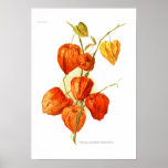 Franchetti del alkekengi del Physalis Impresiones