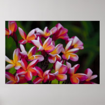 Frangipani Posters