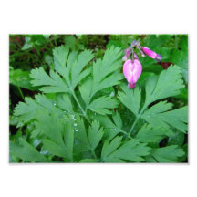Franja de Formosa del Dicentra Fotografías