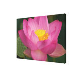 Franklin NC, jardín del agua de Perry, Lotus 2 Lona Estirada Galerias