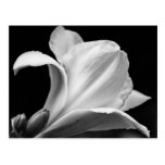 Freesia blanco y negro tarjeta postal