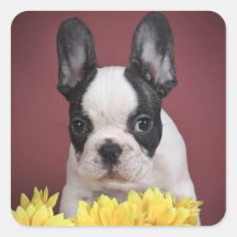 Frenchie - perrito del dogo francés calcomanía cuadradas personalizada